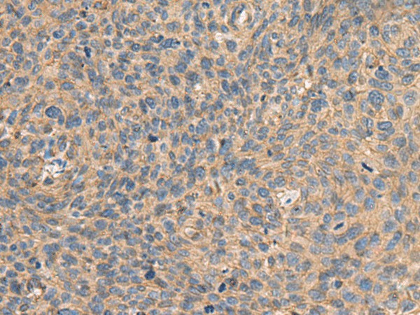 AHNAK Polyclonal Antibody (E-AB-19127)