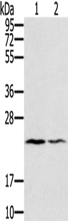 EDN2 Polyclonal Antibody (E-AB-11198)