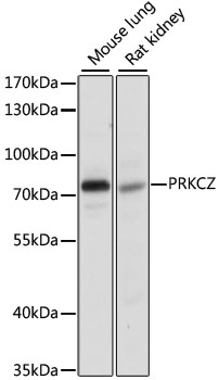 PRKCZ Polyclonal Antibody (E-AB-66234)