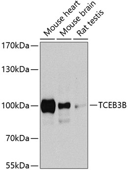 TCEB3B Polyclonal Antibody (E-AB-62443)