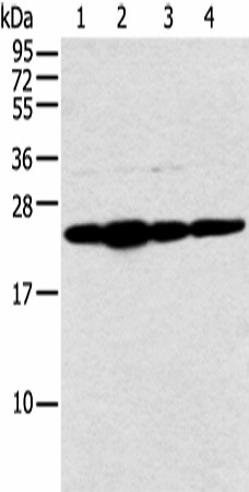 NDUFB9 Polyclonal Antibody (E-AB-18339)