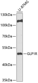 GLP1R Polyclonal Antibody (E-AB-93107)