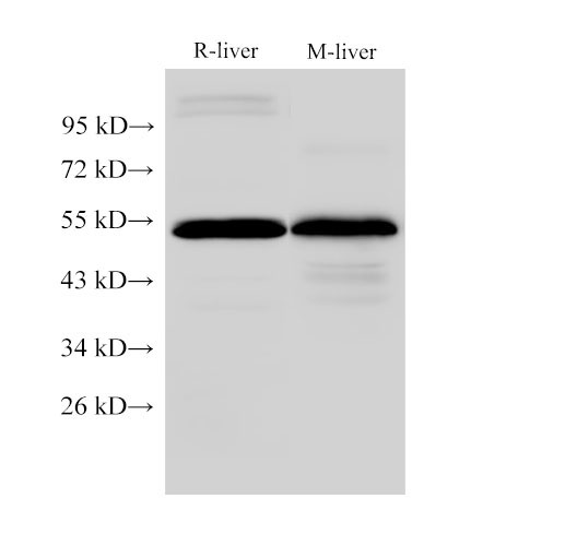 FGG Polyclonal Antibody (E-AB-40412)