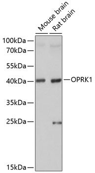 OPRK1 Polyclonal Antibody (E-AB-64902)