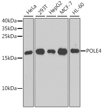 POLE4 Polyclonal Antibody (E-AB-62493)