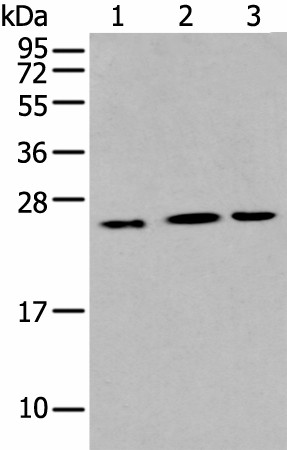 IL6 Polyclonal Antibody (E-AB-19453)