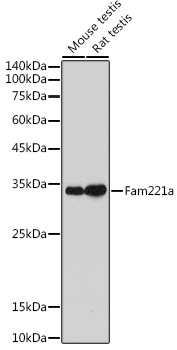 Fam221a Polyclonal Antibody (E-AB-92213)
