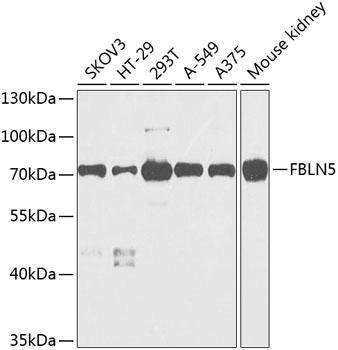 FBLN5 Polyclonal Antibody (E-AB-63037)