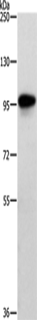 TRAF3IP1 Polyclonal Antibody (E-AB-14414)