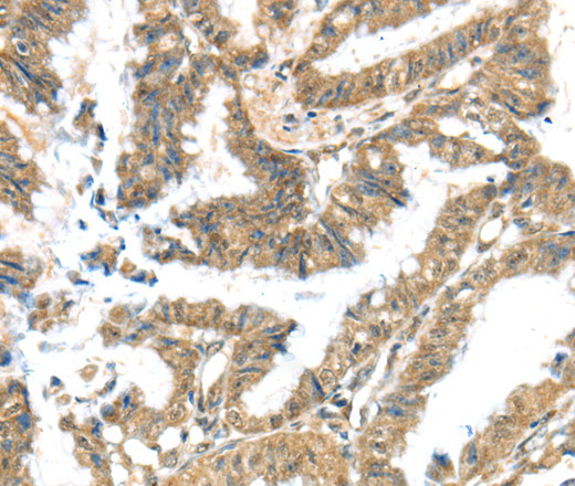 KCNG3 Polyclonal Antibody (E-AB-16537)