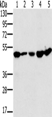PSMC2 Polyclonal Antibody (E-AB-15216)