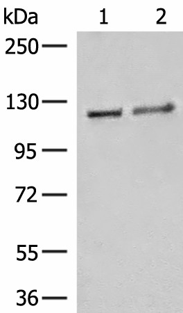 IPO11 Polyclonal Antibody (E-AB-18875)