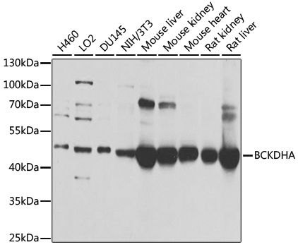 BCKDHA Polyclonal Antibody (E-AB-93313)