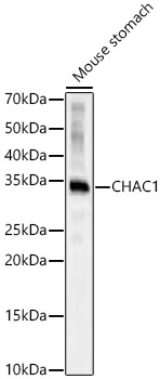 CHAC1 Polyclonal Antibody (E-AB-91214)
