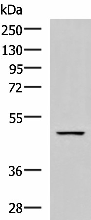 GFRA1 Polyclonal Antibody (E-AB-53255)