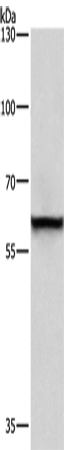TRIP4 Polyclonal Antibody (E-AB-14750)