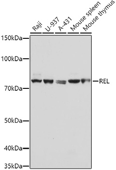 REL Polyclonal Antibody (E-AB-90307)