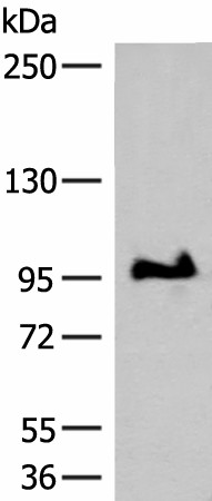 GANC Polyclonal Antibody (E-AB-19895)