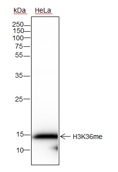 Recombinant Histone H3 (Mono Methyl Lys36) Monoclonal Antibody (AN302112L)