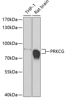 PRKCG Polyclonal Antibody (E-AB-67928)