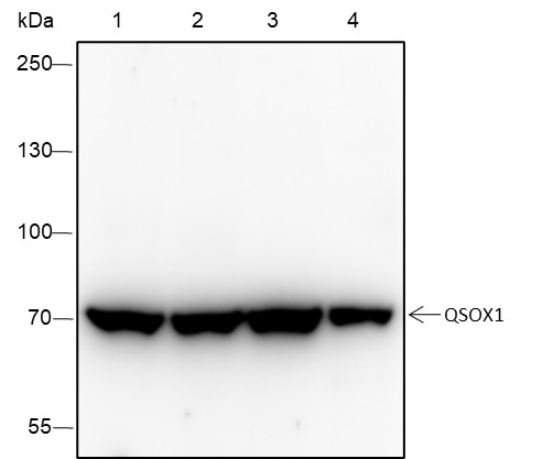 Recombinant QSOX1 Monoclonal Antibody (AN301645L)