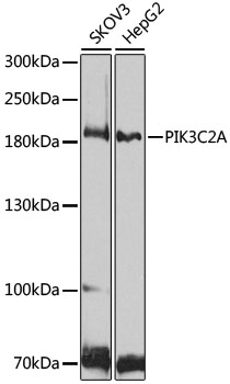 PIK3C2A Polyclonal Antibody (E-AB-92388)