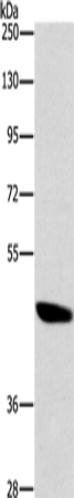 BRS3 Polyclonal Antibody (E-AB-16286)