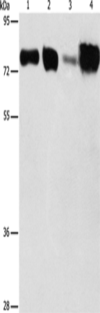 ACSL4 Polyclonal Antibody (E-AB-14661)