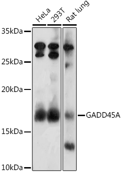 GADD45A Polyclonal Antibody (E-AB-93220)