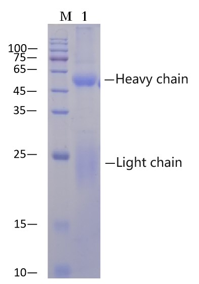 Rabbit IgG Affinity Agarose (EA-IP-200)
