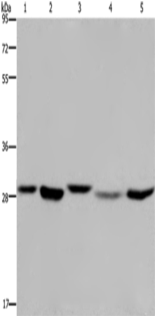 ECHS1 Polyclonal Antibody (E-AB-11174)