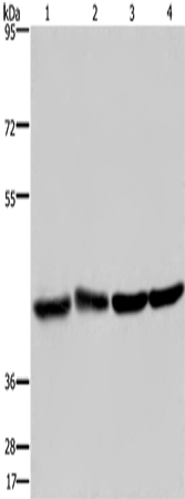 DRG1 Polyclonal Antibody (E-AB-11166)