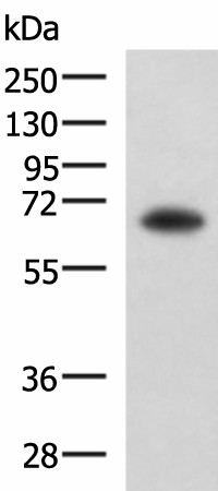 SHC3 Polyclonal Antibody (E-AB-52214)