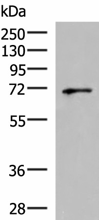 GSPT2 Polyclonal Antibody (E-AB-19078)