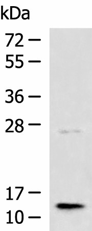TMEM141 Polyclonal Antibody (E-AB-53017)