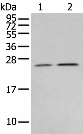 RAB11A Polyclonal Antibody (E-AB-18416)