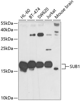 SUB1 Polyclonal Antibody (E-AB-68399)