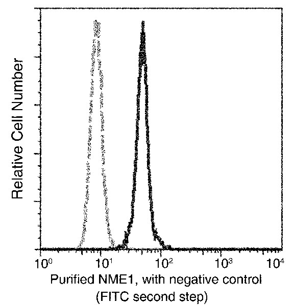NME1/NDKA Monoclonal Antibody (AN200029N)