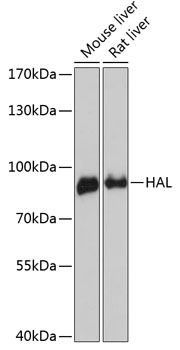 HAL Polyclonal Antibody (E-AB-64419)