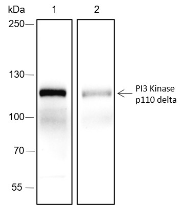Recombinant PI3 Kinase p110 delta Monoclonal Antibody (AN301762L)