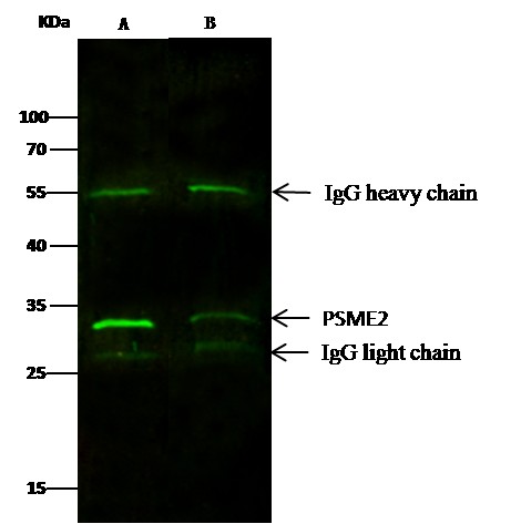 PSME2/PA28b Monoclonal Antibody (AN200084P)