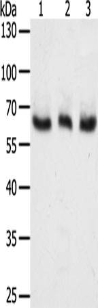 TYR Polyclonal Antibody (E-AB-14431)