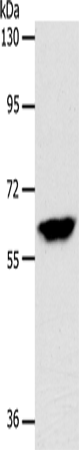 INA Polyclonal Antibody (E-AB-12711)