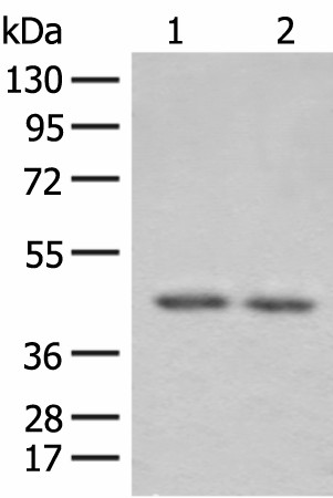 ILKAP Polyclonal Antibody (E-AB-52624)