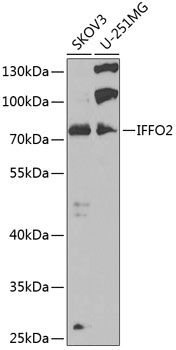 IFFO2 Polyclonal Antibody (E-AB-92779)