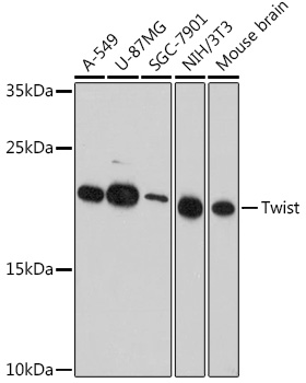 Twist Polyclonal Antibody (E-AB-65429)