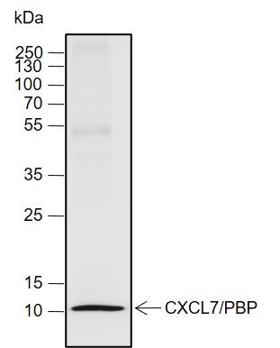 Recombinant CXCL7/PBP Monoclonal Antibody (AN301992L)