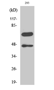 Cleaved-CASP8 (D384) Polyclonal Antibody (E-AB-30009)