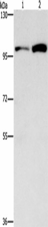 CDC27 Polyclonal Antibody (E-AB-16327)