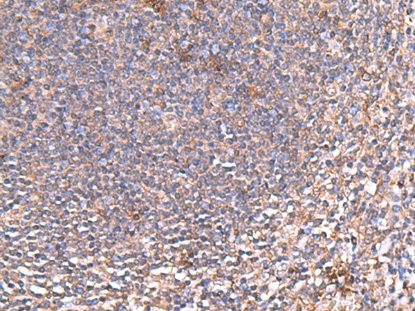 PDRG1 Polyclonal Antibody (E-AB-52689)